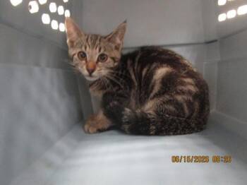 (663) -  Domestic Short Hair Cat for Adoption in Marietta, Georgia - (663) | PetCurious