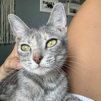 Lizzy -  Domestic Short Hair Cat for Adoption in Long Beach, California - Lizzy | PetCurious