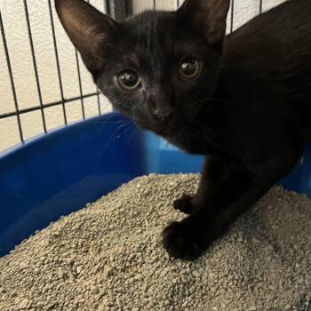 Domestic Short Hair Cats Available for Adoption - Sally 5780 | PetCurious