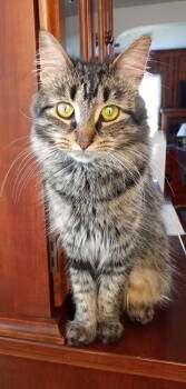 Rescue Domestic Medium Hair and Tabby Cats for Adoption in Traverse City, Michigan - Maureen | PetCurious