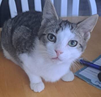 Tabby Cats Available for Adoption in London, Ontario - Pawl 17 Wks | PetCurious