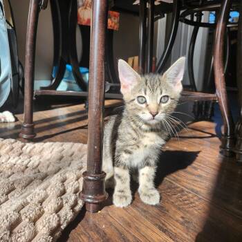 SPROUT -  Tabby Cat for Adoption - SPROUT | PetCurious
