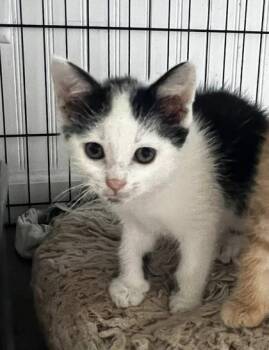 Domestic Short Hair Cats Available for Adoption in Hobart, Indiana - Chanel | PetCurious