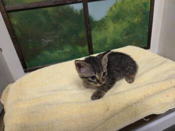 ELIO -  Domestic Short Hair Cat for Adoption in Houston, Texas - ELIO | PetCurious
