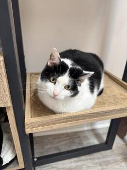 Cookie -  Domestic Short Hair Cat for Adoption in Greensburg, Pennsylvania - Cookie | PetCurious