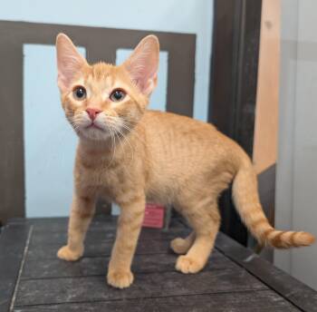 Shrimp -  Domestic Short Hair Cat for Adoption in Smithfield, North Carolina - Shrimp | PetCurious