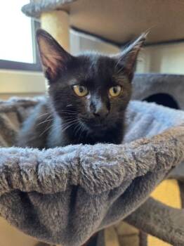 Aniya -  Domestic Short Hair Cat for Adoption in Yankton, South Dakota - Aniya | PetCurious