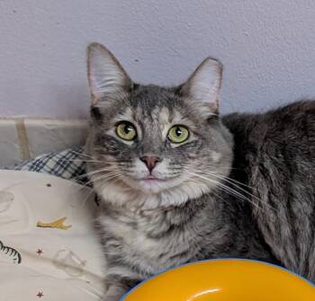 Domestic Medium Hair Cats Available for Adoption - Mary-Kate | PetCurious
