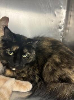 Nibbles -  Domestic Medium Hair Cat for Adoption in Marietta, Georgia - Nibbles | PetCurious