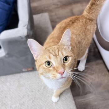Averin 3 years male AVAILABLE 6/24 -  Domestic Short Hair Cat for Adoption in Sterling, Massachusetts - Averin 3 Years Male AVAILABLE 6/24 | PetCurious