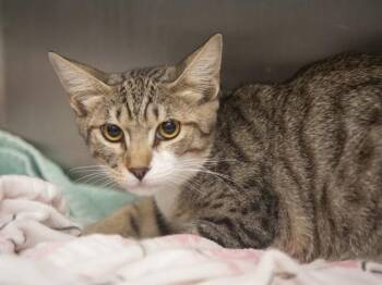 EL DIBU -  Domestic Short Hair Cat for Adoption in Phoenix, Arizona - EL DIBU | PetCurious