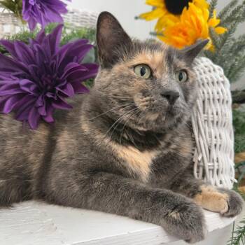 Dragon Scales 5603 -  Domestic Short Hair Cat for Adoption in Eaton Rapids, Michigan - Dragon Scales 5603 | PetCurious