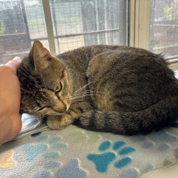 Domestic Short Hair Cats Available for Adoption in Carencro, Louisiana - Unsalted | PetCurious