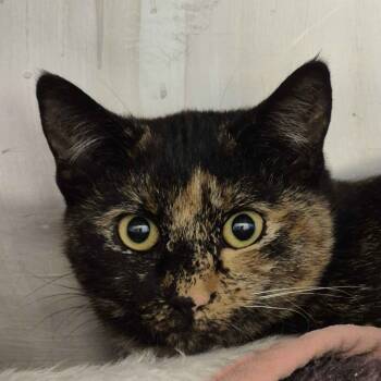 Rescue Domestic Short Hair Cats for Adoption in Gloucester, Virginia - Owly | PetCurious