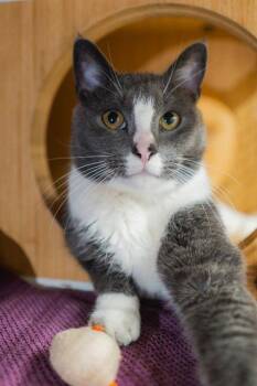 Domestic Short Hair Cats Available for Adoption in Herndon, Virginia - Geo | PetCurious