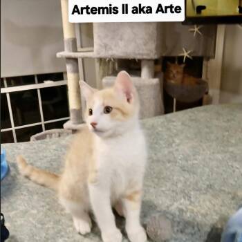 Artemus (Arte) -  Domestic Short Hair Cat for Adoption in League City, Texas - Artemus (Arte) | PetCurious