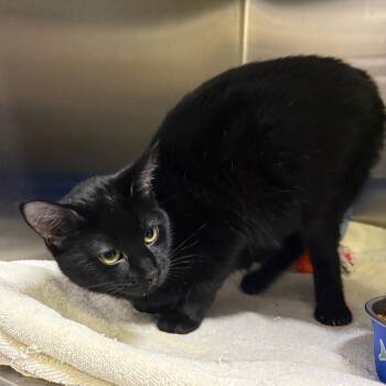 Domestic Short Hair Cats Available for Adoption - Roxanne | PetCurious