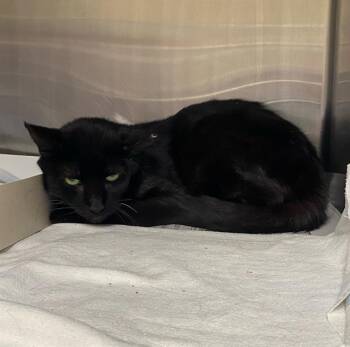 JAMESON -  Domestic Short Hair Cat for Adoption in San Antonio, Texas - JAMESON | PetCurious