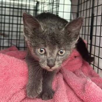 Suki -  Domestic Short Hair Cat for Adoption in Bristol, Indiana - Suki | PetCurious