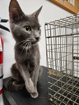 Rescue Russian Blue Cats for Adoption in Grand Junction, Colorado - Pearl | PetCurious