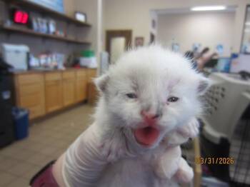 Domestic Short Hair Cats Available for Adoption in Ocala, Florida - FAITH | PetCurious
