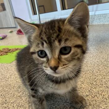 Barnacle -  Domestic Short Hair Cat for Adoption in Cooperstown, New York - Barnacle | PetCurious