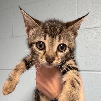 Ross -  Domestic Short Hair Cat for Adoption in Dekalb, Illinois - Ross | PetCurious