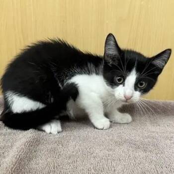 Millie -  Domestic Medium Hair Cat for Adoption in Brentwood, Missouri - Millie | PetCurious