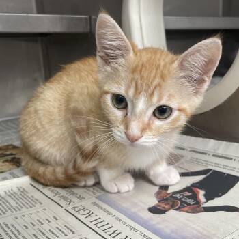 Macarena -  Domestic Short Hair Cat for Adoption in Hawthorne, California - Macarena | PetCurious