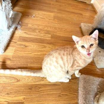 Tabby Cats Available for Adoption - Curly | PetCurious