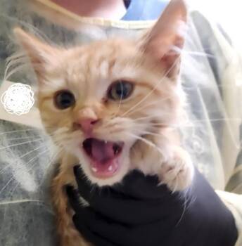 RASCAL -  Domestic Long Hair Cat for Adoption in Pueblo, Colorado - RASCAL | PetCurious