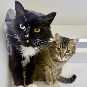Tiger -  Domestic Short Hair Cat Available for Adoption in Woodinville, Washington - Tiger | PetCurious