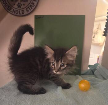 Enamel -  Domestic Medium Hair Cat for Adoption in Parkville, Maryland - Enamel | PetCurious