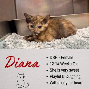 Diana -  Domestic Short Hair Cat for Adoption in Junction City, Kansas - Diana | PetCurious