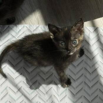 Domestic Short Hair Cats Available for Adoption in West Olive, Michigan - Cleo | PetCurious