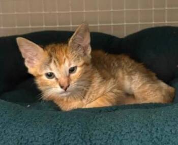 Risotto -  Domestic Short Hair Cat for Adoption in Kansas City, Missouri - Risotto | PetCurious