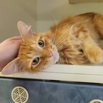 Banksy -  Domestic Long Hair Cat for Adoption in Columbia, Missouri - Banksy | PetCurious
