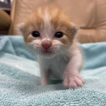 Rescue Domestic Short Hair Cats for Adoption in Austin, Texas - Gigi | PetCurious