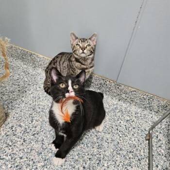 Ciabatta (bonded with Bagel) -  Domestic Short Hair Cat for Adoption in Verona, Wisconsin - Ciabatta (bonded With Bagel) | PetCurious