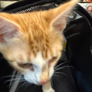 Jack -  Domestic Short Hair Cat for Adoption in Norman, Oklahoma - Jack | PetCurious