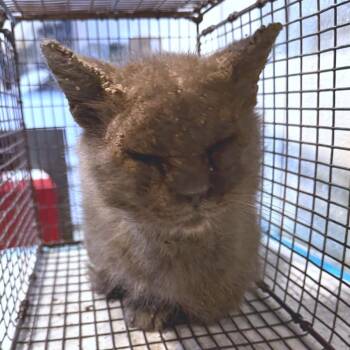IVHS-Stray-143799 -  Domestic Medium Hair Cat for Adoption in San Gabriel, California - IVHS-Stray-143799 | PetCurious