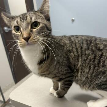 Domestic Short Hair Cats Available for Adoption - Milo | PetCurious