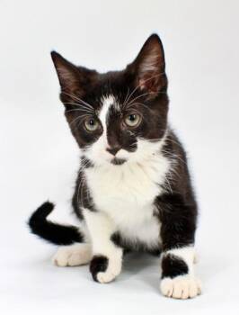 Kendra -  Domestic Short Hair Cat Available for Adoption in Morton Grove, Illinois - Kendra | PetCurious