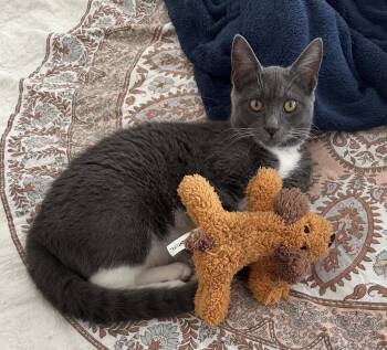Rescue Russian Blue and Domestic Short Hair Cats for Adoption in Villa Park, California - Wendy | PetCurious