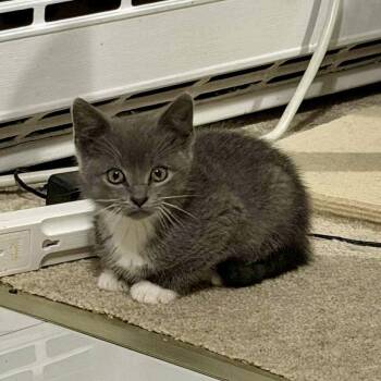 Rescue Tuxedo Cats for Adoption in Bethel, Connecticut - Jimmy | PetCurious