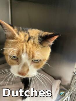 Dutches -  Domestic Short Hair Cat for Adoption in Rocky Mount, North Carolina - Dutches | PetCurious