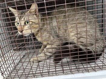 A657967 -  Domestic Short Hair Cat for Adoption in Houston, Texas - A657967 | PetCurious
