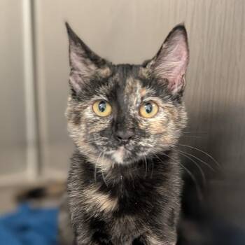 Knock Knock -  Domestic Short Hair Cat for Adoption in Seattle, Washington - Knock Knock | PetCurious