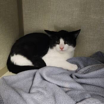 Rescue Domestic Short Hair Cats for Adoption in Monroe, Michigan - Winnie | PetCurious