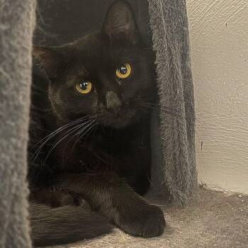 Rescue Domestic Short Hair Cats for Adoption in Indiana, Pennsylvania - Zippy | PetCurious